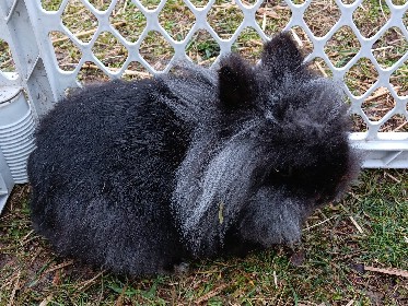 2 bunnies and hutch for sale – Cleveland