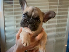 French Bulldog - Full breed French bulldogs  available for adoption in Phoenix