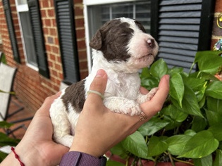 Poodle – poodle pups – Chester