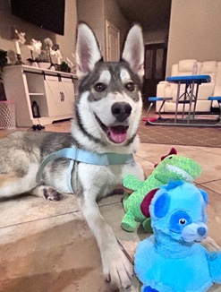 re homing husky mix