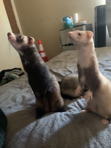 ferret – 3 Sibling Ferrets