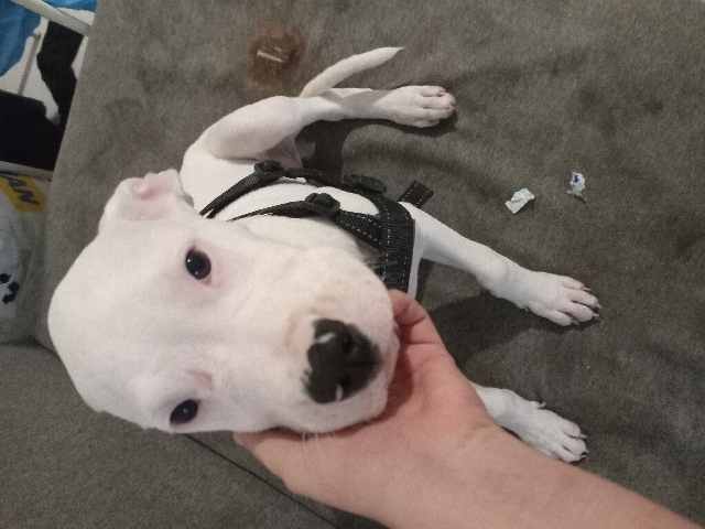 Dogo Argentino – dogo argentino