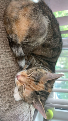 Bengal – cats for sale