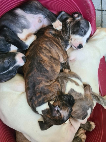 Staffordshire Bull Terrier – puppy