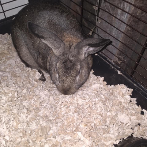 rehoming lovable rabbit