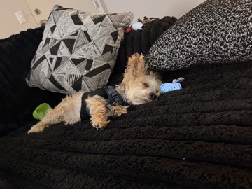 Yorkshire neutered Boy dog 