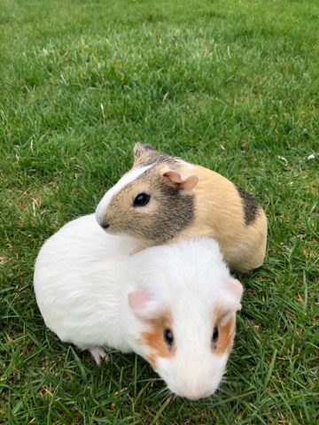Rocky and Snowball Guinea pigs for adoption