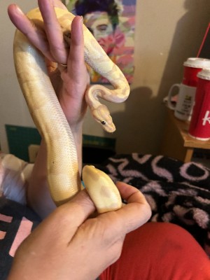 Snake - banana enchi ball python available for adoption in Cambridge