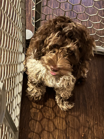 American Cocker Spaniel – Cockapoo microchipped/AKC registered