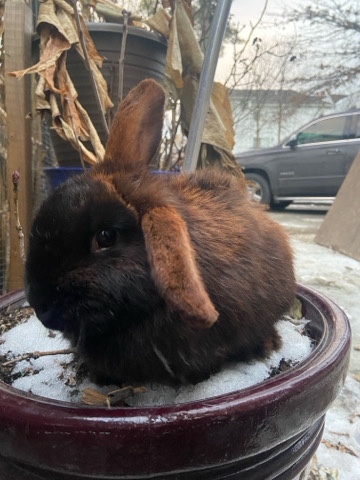 Lionhead – Lionhead/holland Lops