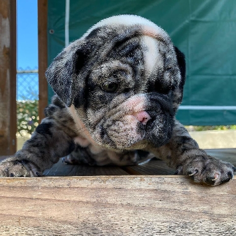 Olde English Bulldogge – English bullgod Rex