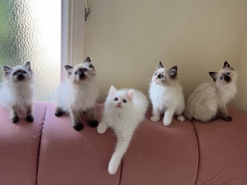 Ragdoll - Ragdoll Kittens for Sale available for adoption in Subiaco