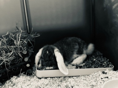 All - Zwei Zwergkaninchen mit Zubehör abzugeben 100 Euro Festpreis available for adoption in Duisburg