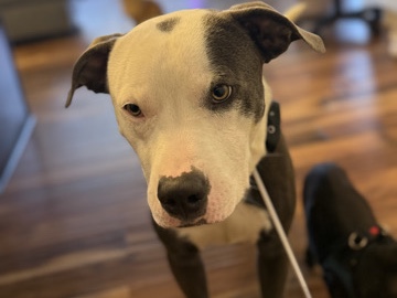 Mixed Breed – Lovely Maxie – Dallas