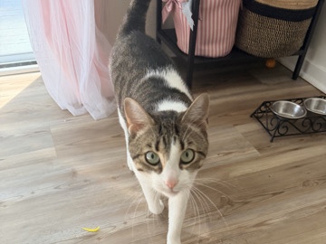 American Shorthair – Kid Friendly Male Feline – Sharon Hill