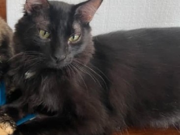 rehome Casper