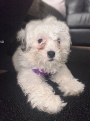 Shih Tzu – Selling “Teddy Bear” breed! Very friendly dog !