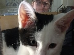 American Shorthair – Charlie – Fyffe