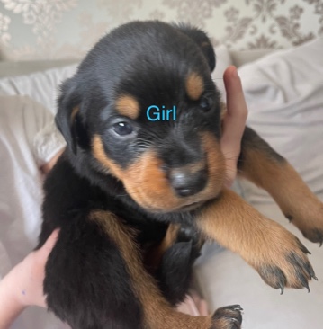 Rottweiler – full Rottweiler puppies