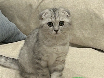 Scottish Fold – Scottish Fold boy – Inman