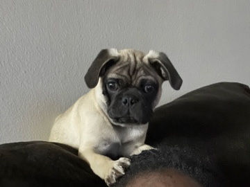 Pug – pug – Houston