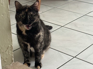 American Shorthair – adopt me – Avon Park