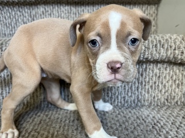 American Bulldog – 3 full bred American bulldogs looking for a loving home – Houston