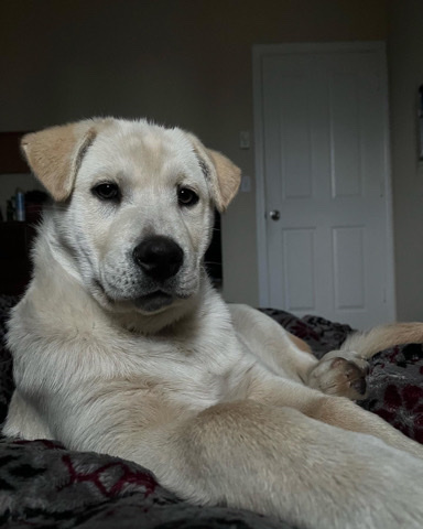 Labrador Husky – husky lab (Oakley)