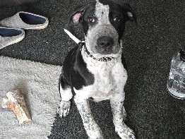 Cane Corso – cane corso cross dutch herdman puppy free to good home – Reading