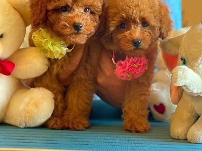 Poodle – 🐩 Adorable Poodle Puppies Looking for Loving Homes 🏡❤️ – Stockholm