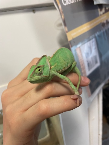 Any – Chameleon