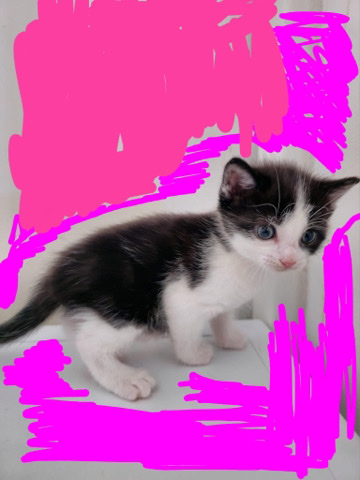 2 beautiful kittens needing forever homes! 