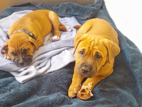 Bullmastiff – Beautiful Bullmastiff 10 week old girl looking for her forever home – South Fremantle
