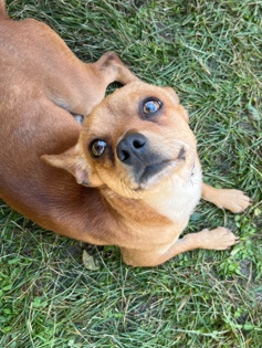 Dachshund – Selling dogs