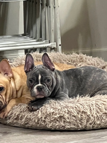 French Bulldog – frenchie puppy