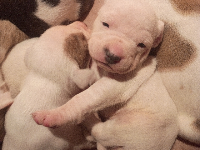 American Staffordshire Terrier – Arent we adora-bull? – Cuba