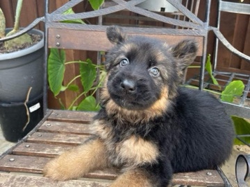 German Shepherd – German Sheperd Puppies – River Oaks