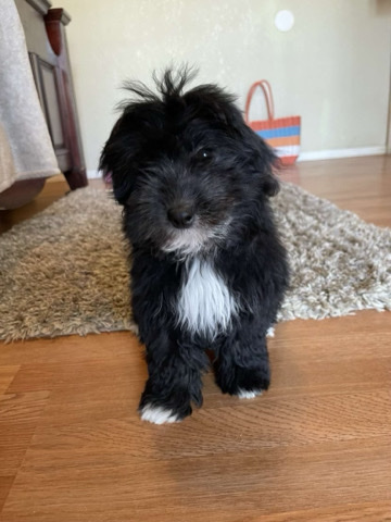 Poodle – Poodle/Pomeranian mixed