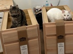 American Shorthair – Milo & Mocha – West Des Moines