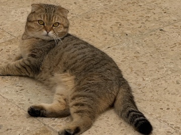Scottish Fold – Scottish fold – Abu Dhabi