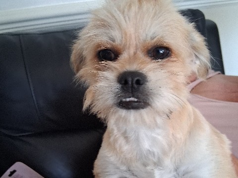 Shih Tzu – beautiful boy – West Midlands