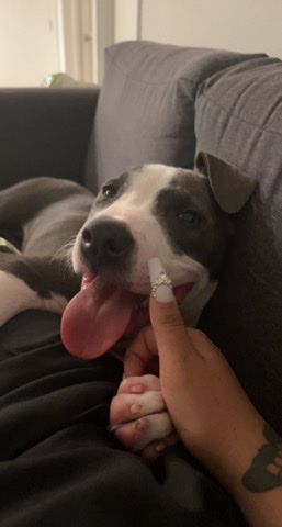 Blue Paul Terrier – Kai (bluenose pitbull) 5 months