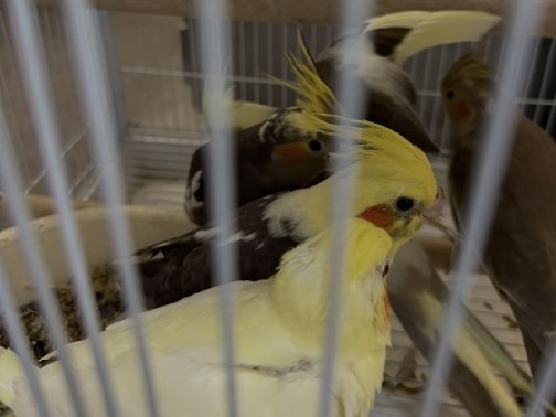 Cockatiels 