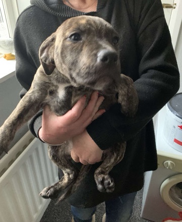 Staffordshire Bull Terrier – beautiful 10 week old staffordshire bull terriers