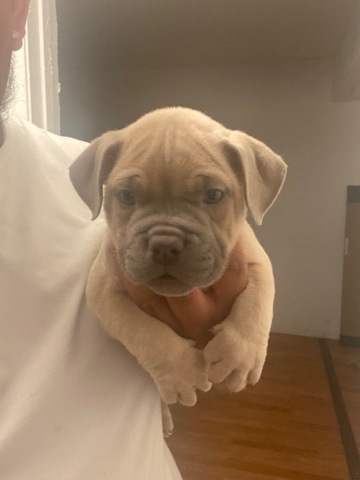 dogs for sell