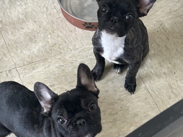 French Bulldog – French Bull dogs – Hartford