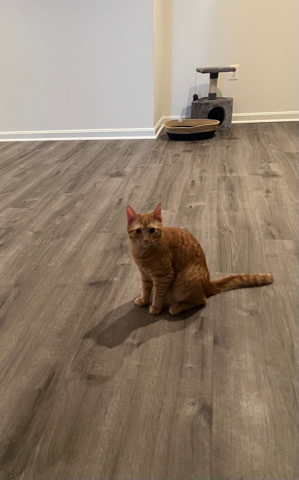 American Shorthair – get American shorthair