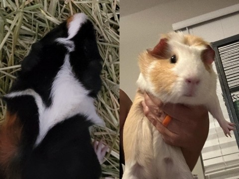 Guinea Pig β Baby Guinea Pigs Coming Soon π
