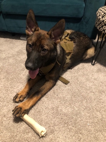 German Shepherd – German Shepherd Puppy