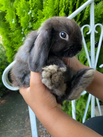 Holland Lop – Rehoming Holland Lop Bunny